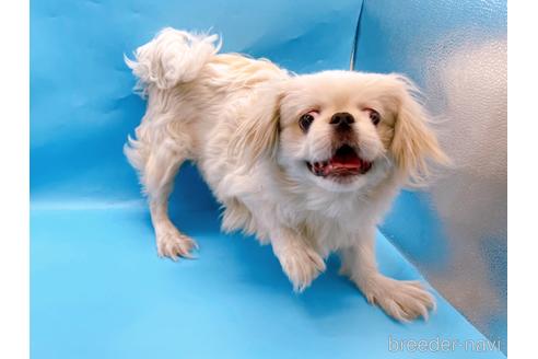 成約済の東京都のペキニーズ-199386の24枚目