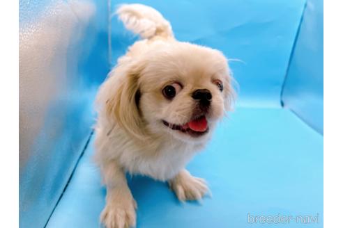 成約済の東京都のペキニーズ-199386の23枚目