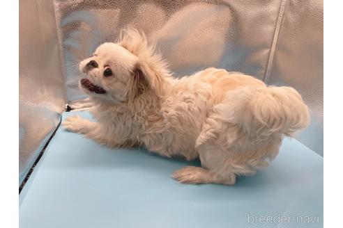 成約済の東京都のペキニーズ-199386の22枚目