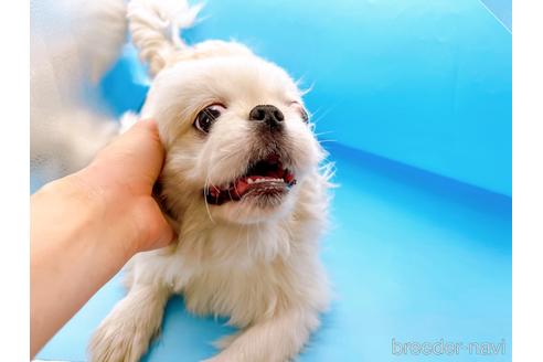 成約済の東京都のペキニーズ-199386の21枚目