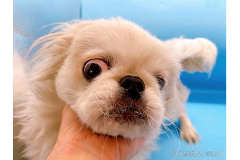 成約済の東京都のペキニーズ-199386の20枚目