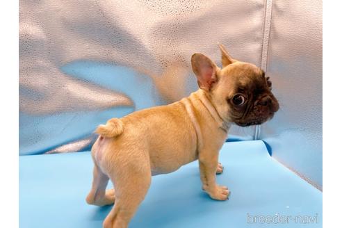 成約済の東京都のフレンチブルドッグ-208651の36枚目