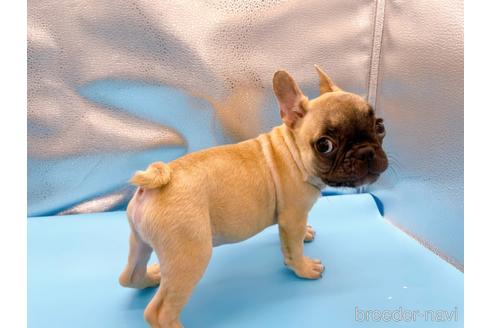 成約済の東京都のフレンチブルドッグ-208651の35枚目