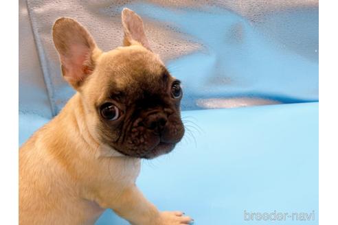 成約済の東京都のフレンチブルドッグ-208651の34枚目