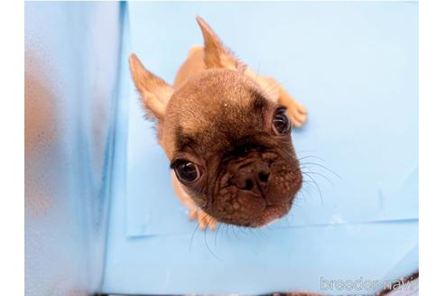 成約済の東京都のフレンチブルドッグ-208651の32枚目