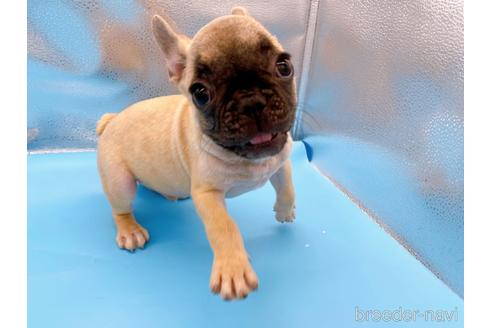 成約済の東京都のフレンチブルドッグ-208651の31枚目