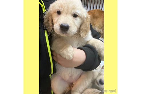 成約済の京都府のゴールデンレトリーバー-217693の14枚目
