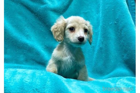 成約済の兵庫県のカニンヘンダックスフンド(ロングヘアード)-217723