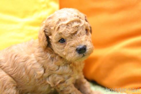 成約済の愛知県のトイプードル-213350の27枚目