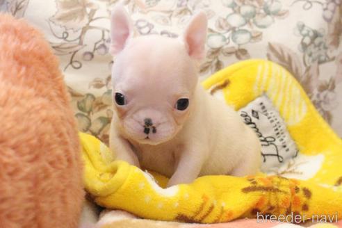 成約済の愛知県のフレンチブルドッグ-212867の16枚目