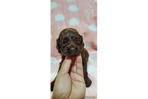 成約済の岩手県のミックス犬-217757の1枚目