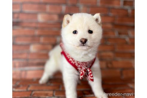 成約済の福岡県の豆柴-217770の12枚目