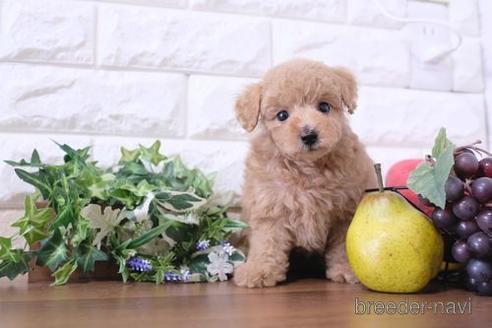 成約済の滋賀県のトイプードル-214844の1枚目