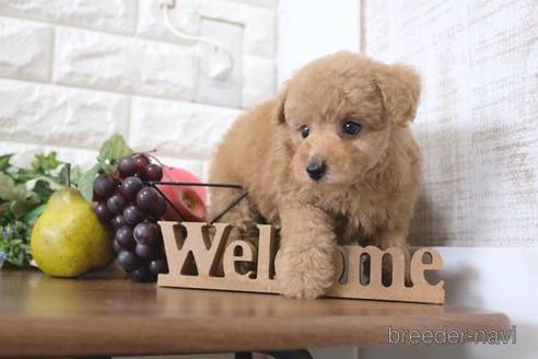 成約済の滋賀県のトイプードル-214844の6枚目