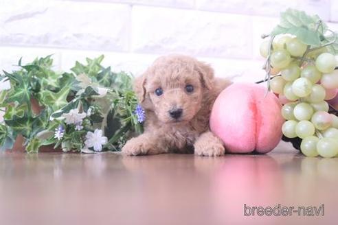 成約済の滋賀県のトイプードル-214844の3枚目