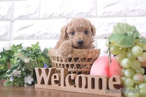 成約済の滋賀県のトイプードル-214844の2枚目