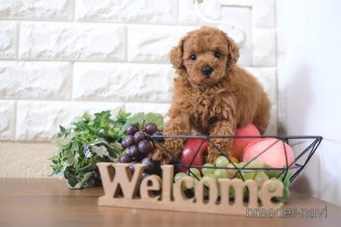 成約済の滋賀県のトイプードル-214850