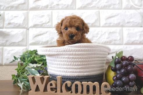 成約済の滋賀県のトイプードル-214850の6枚目