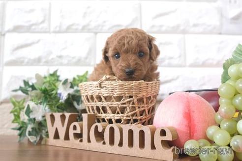 成約済の滋賀県のトイプードル-214850の3枚目