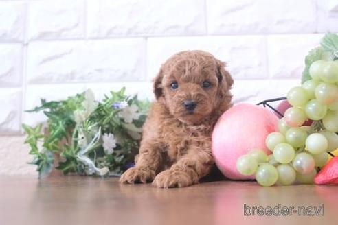 成約済の滋賀県のトイプードル-214850の2枚目