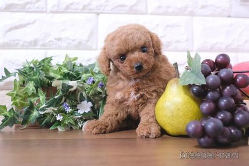 成約済の滋賀県のトイプードル-214882