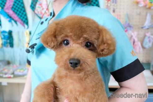 成約済の滋賀県のトイプードル-214882の4枚目