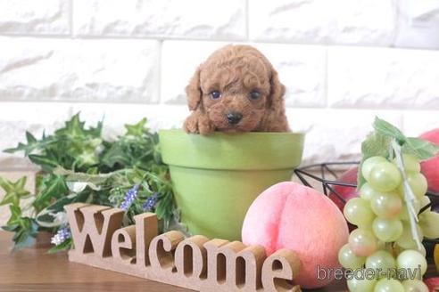 成約済の滋賀県のトイプードル-214882の3枚目