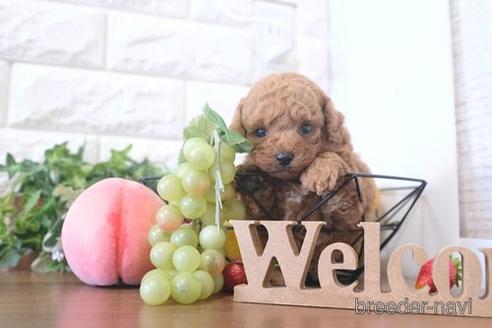 成約済の滋賀県のトイプードル-214882の2枚目