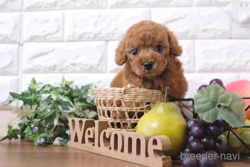 成約済の滋賀県のトイプードル-214887の1枚目