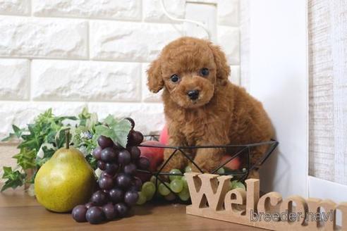 成約済の滋賀県のトイプードル-214887の6枚目