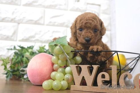 成約済の滋賀県のトイプードル-214887の3枚目