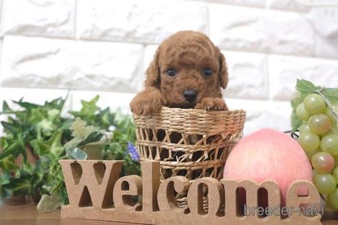 成約済の滋賀県のトイプードル-214887の2枚目