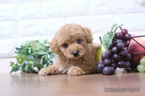 成約済の滋賀県のトイプードル-215031の1枚目