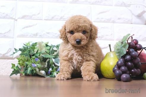 成約済の滋賀県のトイプードル-215031の6枚目