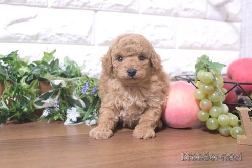 成約済の滋賀県のトイプードル-215031の3枚目