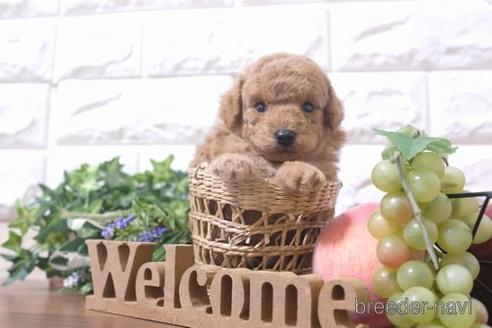 成約済の滋賀県のトイプードル-215031の2枚目