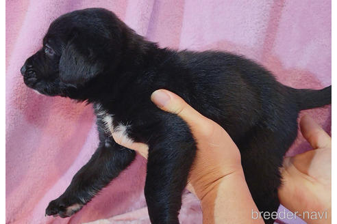 成約済の神奈川県のミックス犬-217080の4枚目