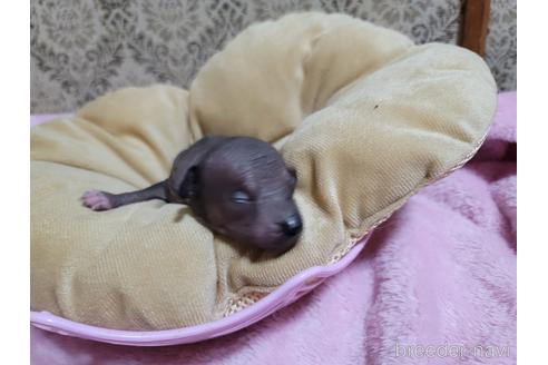 成約済の千葉県のミックス犬-217809の2枚目