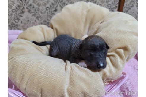 成約済の千葉県のミックス犬-217807の3枚目