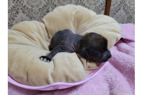 成約済の千葉県のミックス犬-217806の4枚目