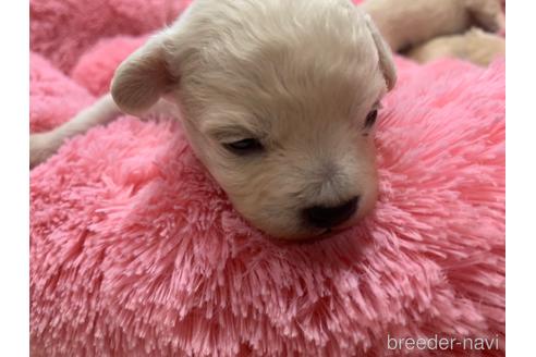 成約済の岐阜県のミックス犬-214452の19枚目