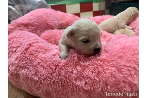 成約済の岐阜県のミックス犬-214452の17枚目