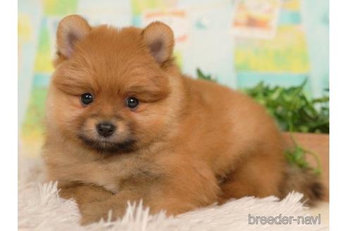 成約済の千葉県のポメラニアン-217838の4枚目