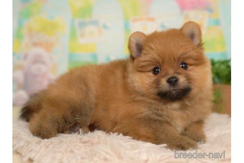 成約済の千葉県のポメラニアン-217838の3枚目