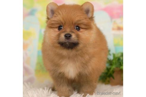 成約済の千葉県のポメラニアン-217838の2枚目