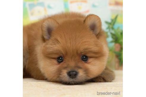 成約済の千葉県のポメラニアン-217838の1枚目