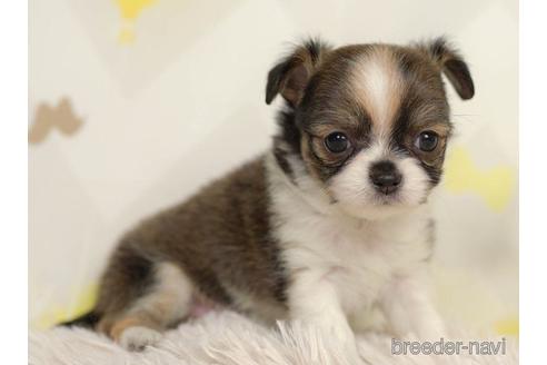 成約済の千葉県のチワワ(ロングコート)-217842の4枚目