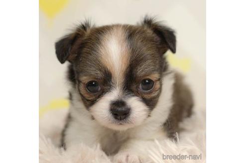 成約済の千葉県のチワワ(ロングコート)-217842の2枚目