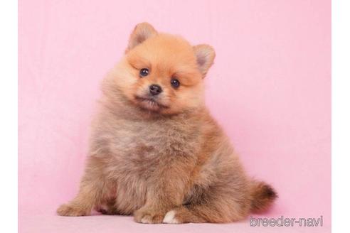 成約済の千葉県のポメラニアン-217847の4枚目