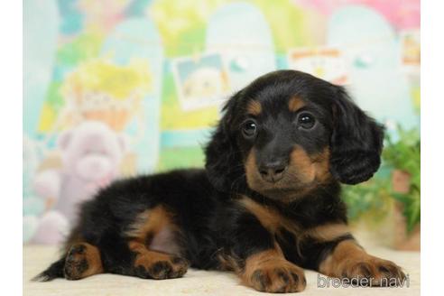 成約済の千葉県のカニンヘンダックスフンド(ロングヘアード)-217846の4枚目